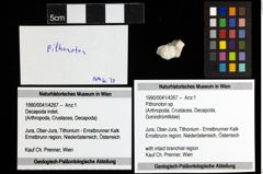 Foto (Objekt + Etiketten) von Pithonoton sp. 